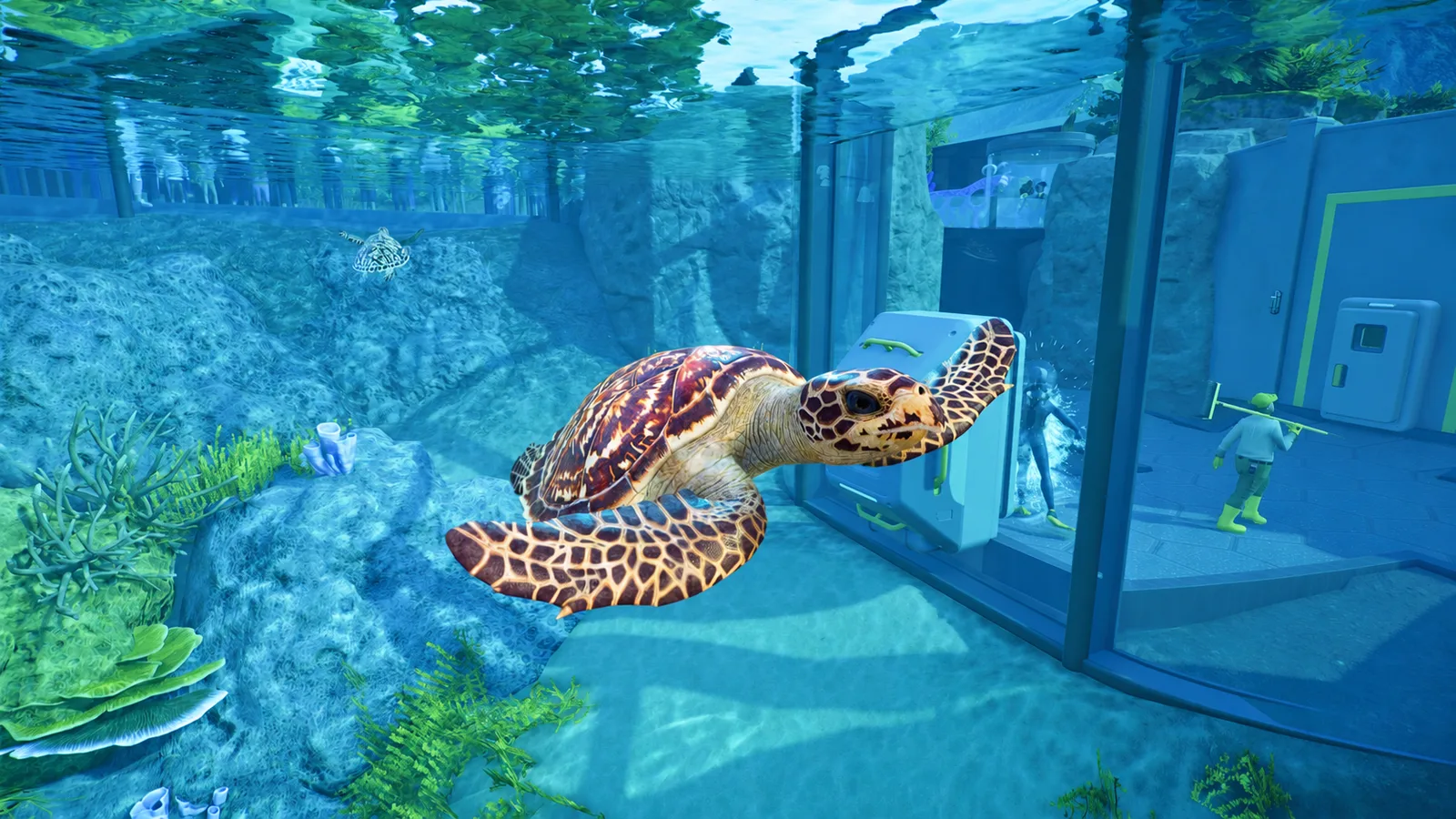 A hawksbill turtle swimming through an aquarium habitat