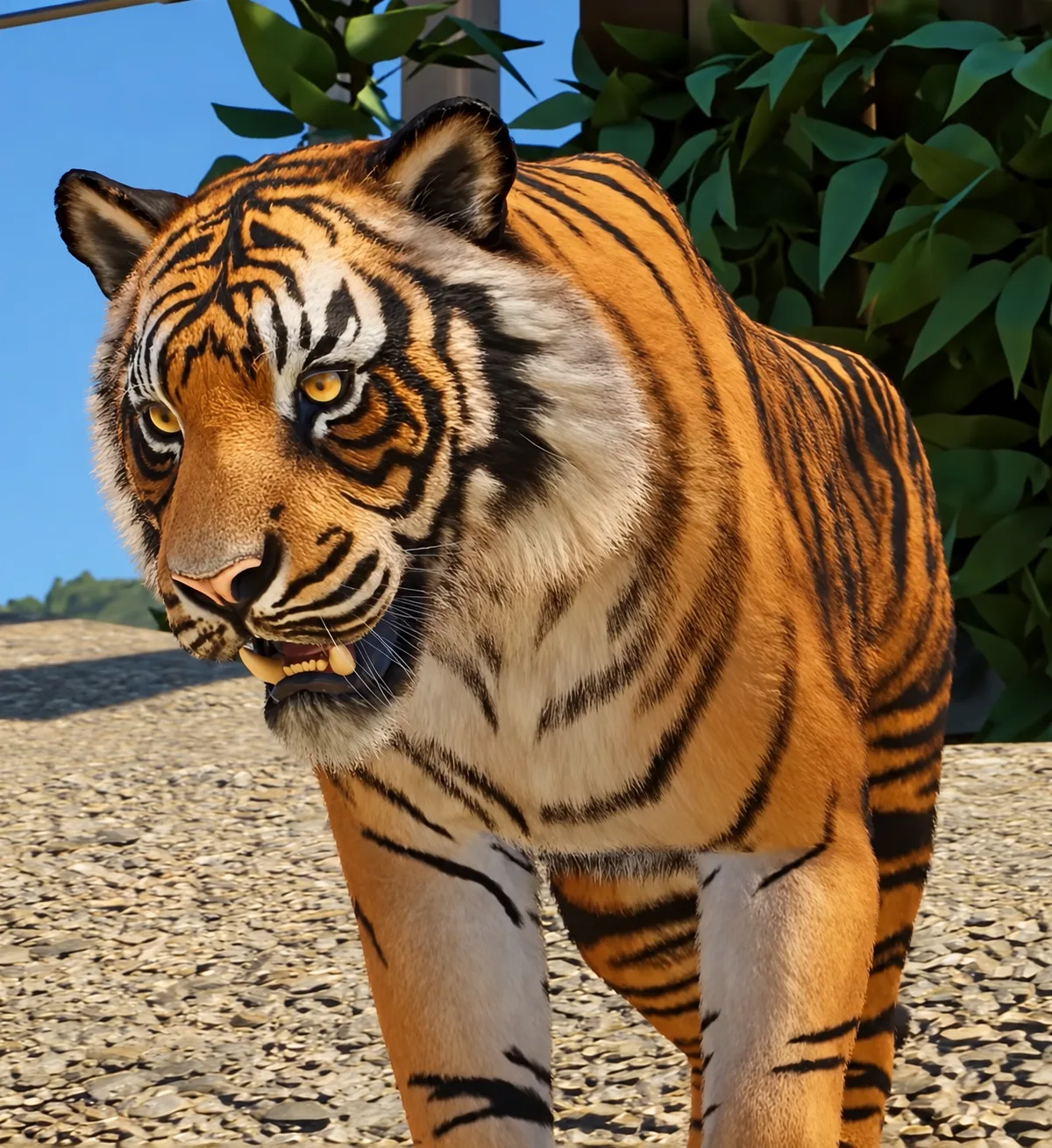 A Sumatran tiger walking toward the viewer in a planted zoo habitat