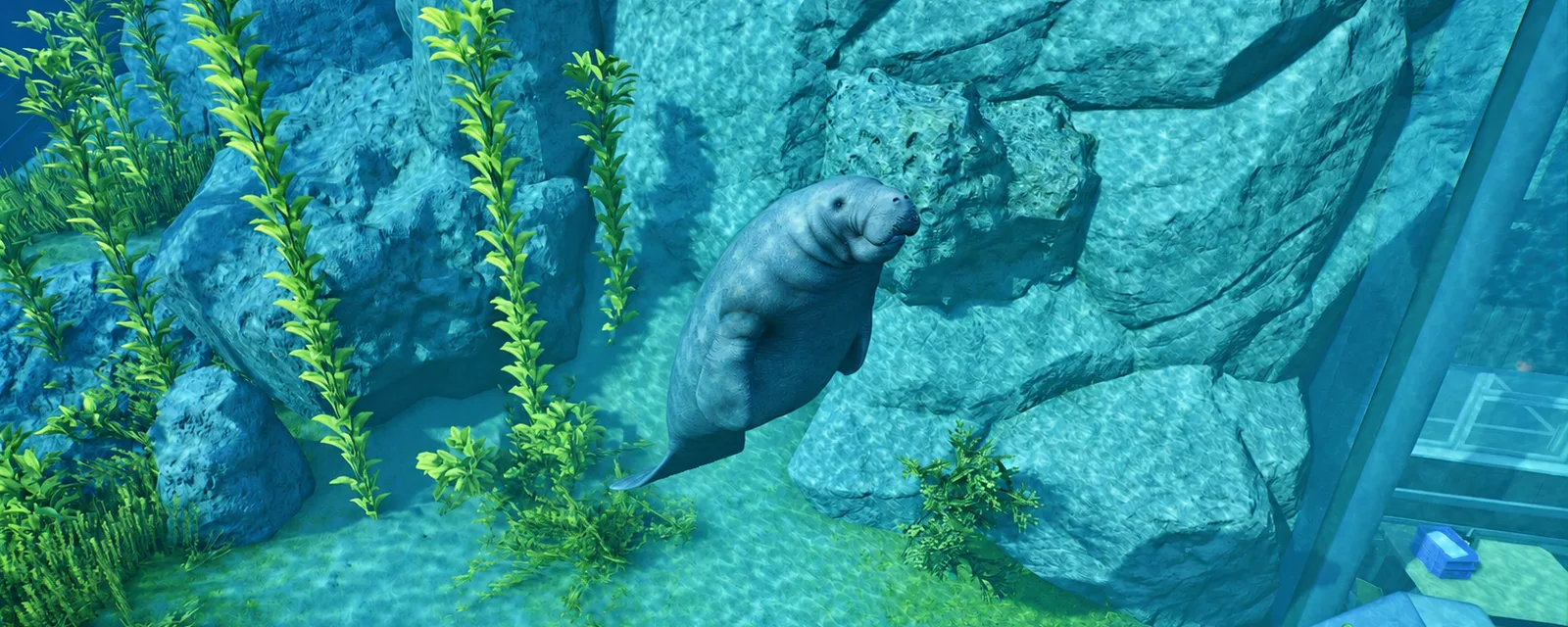 A manatee swimming in a rocky underwater habitat beside an aquarium viewing window