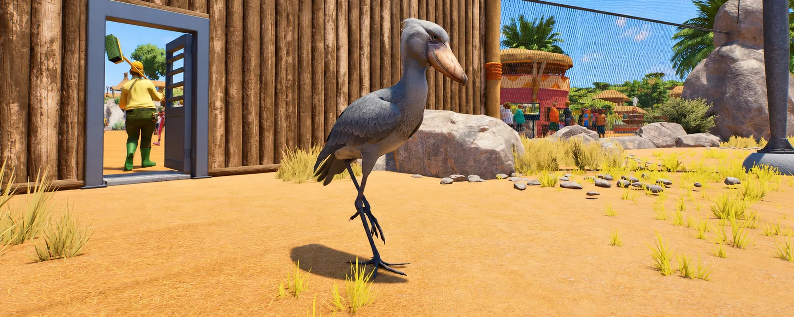 A shoebill standing inside a planted mesh aviary beside a wooden gate