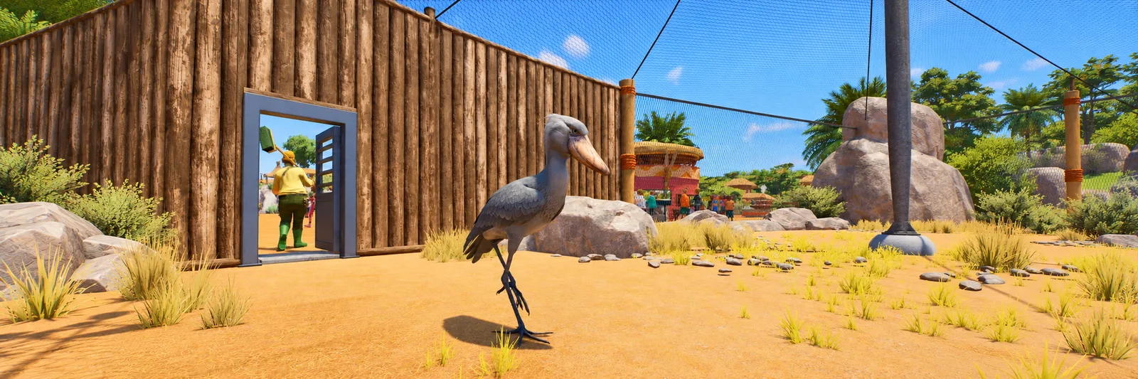 A shoebill standing inside a planted mesh aviary beside a wooden gate