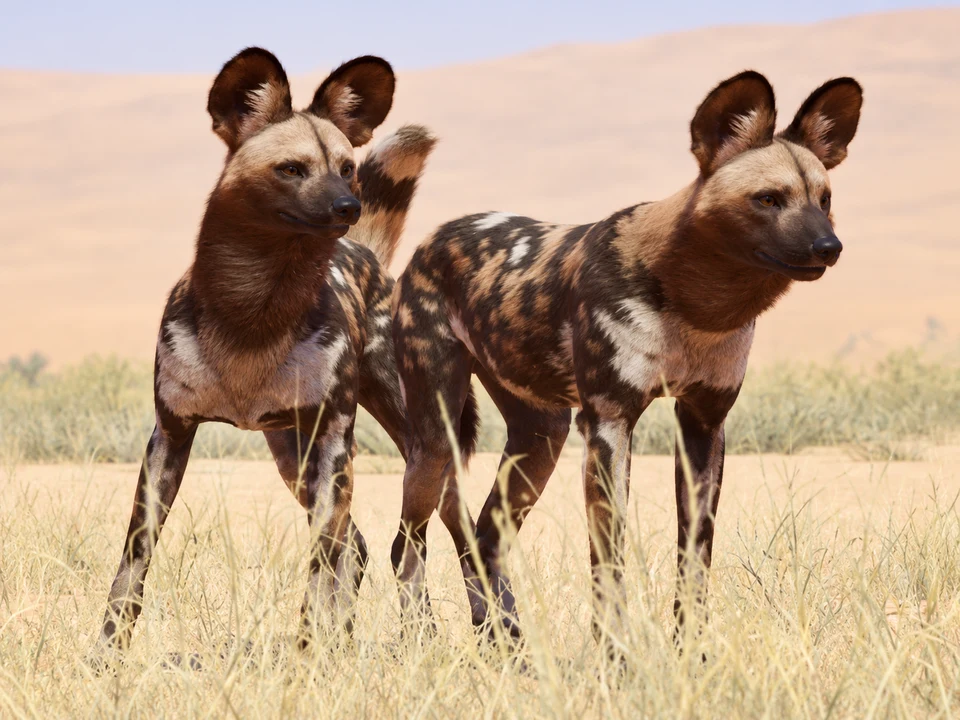 AI-edited view: African wild dogs in an open habitat