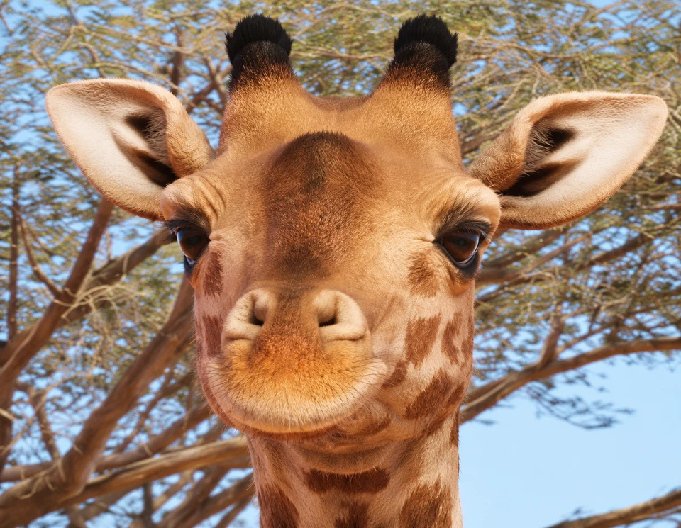 AI-edited view: A close view of a Masai giraffe