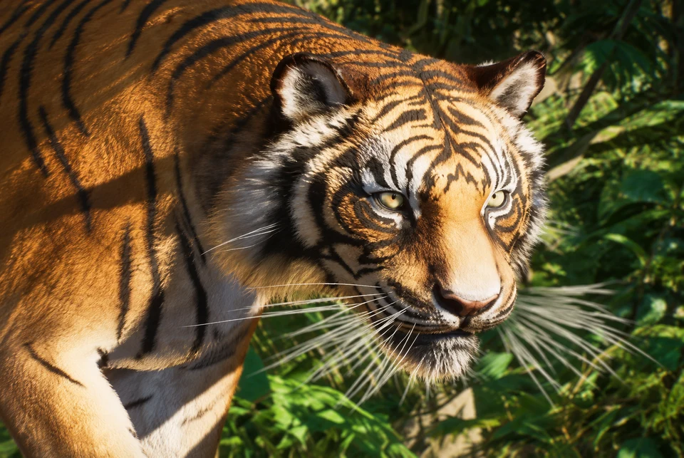 AI-edited view: A Sumatran tiger walking through green planting